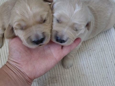 GOLDEN RETRIEVER NON LOF-FEMELLE 1100 72250 Parigné-l'Évêque