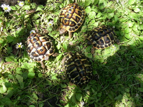 Petites tortues Herman , n&eacute;es en septembre 2023.
80 93190 Livry-gargan