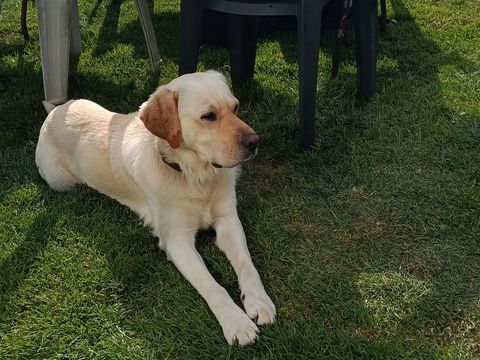 Enjoy, crois&eacute; labrador, m&acirc;le de 3 ans 0 14400 Mosles