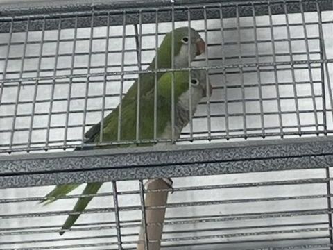 Couple de Conures Moines (Quaker) Reproducteurs 3 ans 200 94250 Gentilly