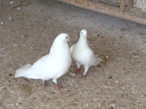 Pigeons de chair 15 77167 Bagneaux-sur-loing