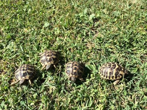 bébés tortues terrestres 35 84000 Avignon