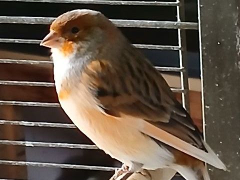 Canaris 30 15250 Ayrens