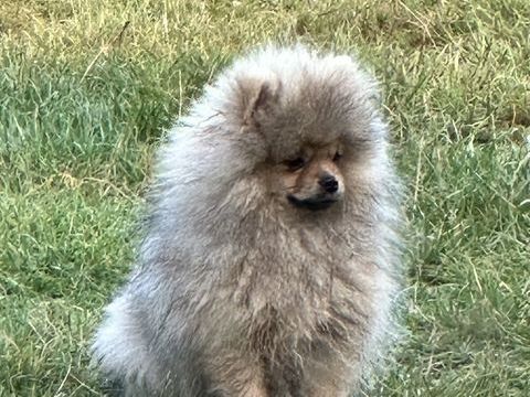 Spitz nain LOF de grande lignée 2200 29480 Le relecq-kerhuon