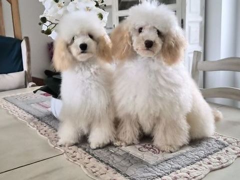 Chiots caniches toys M&F 2000 86430 Luchapt