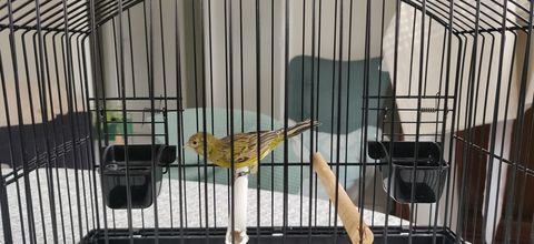 canaris raza 25 31790 Saint-jory