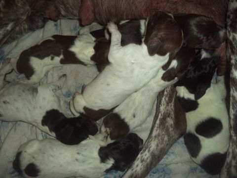 braque allemand chiots males truit&eacute;s noirs et truit&eacute;s marron 0 02120 Vadencourt