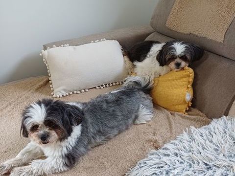 Suite s&eacute;paration fais don de deux femelles shitzu de 4ansle 0 44320 Saint-viaud