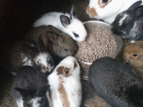 Lapin 20 60850 Le coudray-saint-germer