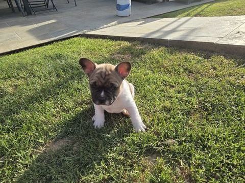 Chiots Bouledogue Fran&ccedil;ais 1000 02310 Charly