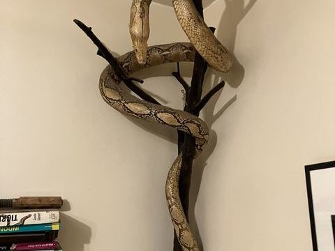 PYTHON BIRMAN ALBINOS NATURALISÉ DE 2M50 Paris 10 (75)