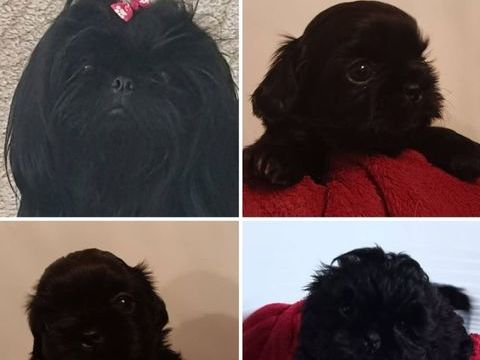 Chiots shih-tzu 1000 38210 Saint-quentin-sur-isère