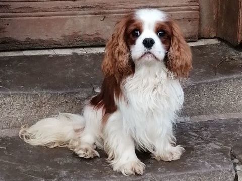 M&acirc;le adulte cavalier king Charles 250 62770 Saint-georges
