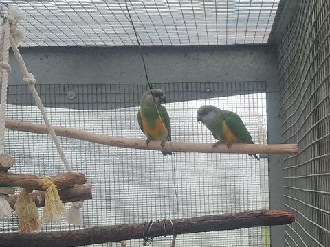 youyou du S&eacute;n&eacute;gal  m&acirc;le 150 47200 Marmande