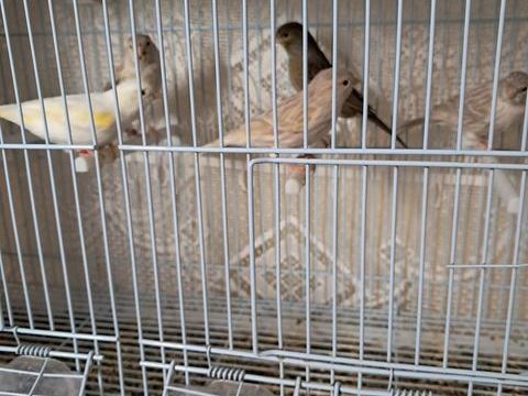 Canaris 15 53100 Mayenne