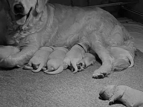 A r&eacute;server magnifiques chiots Golden retriever
1800 02100 Saint-quentin