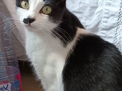 MAPUSS FEMELLE  NOIRE ET BLANCHE  2 ANS 195 92260 Fontenay-aux-roses