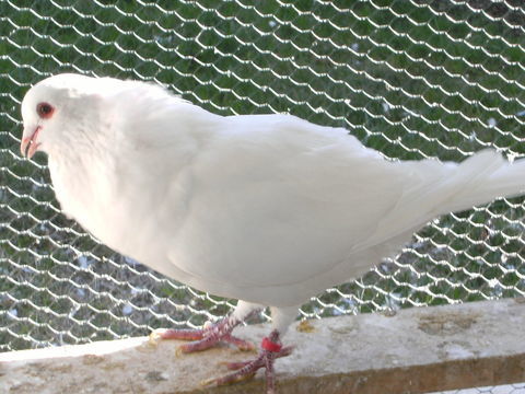 Pigeons hubbell blancs 15 77167 Bagneaux-sur-loing