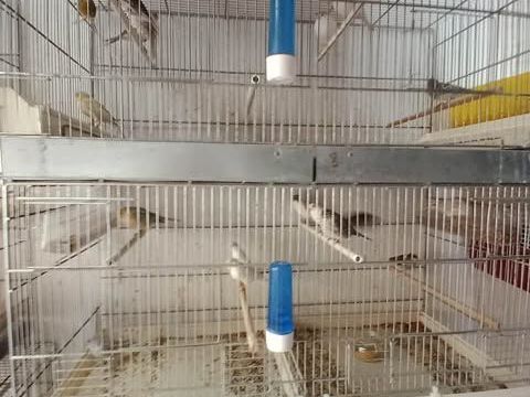 Couples de canaris. 45 13340 Rognac