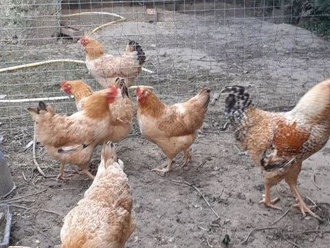  couples Marradunia coq et poule 25 27400 Canappeville