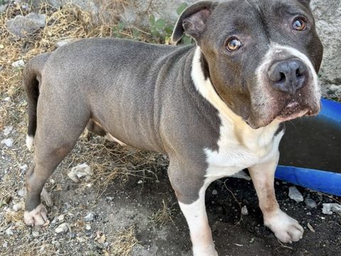 BOBY, crois&eacute; dogue, 10 ans 0 34500 Béziers