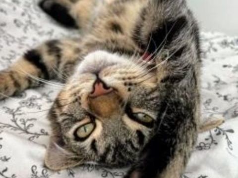 Asmar 220 44000 Nantes