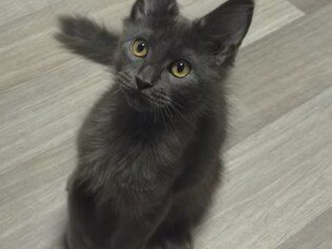 Maine coon disponible 1250 59330 Hautmont