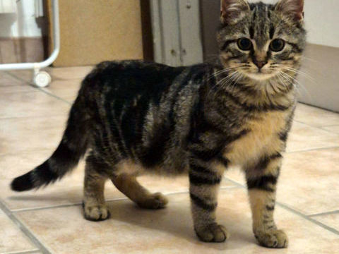 BABOU 1 30650 Rochefort-du-gard