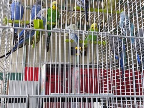 perruches multicolores 10 44850 Le cellier