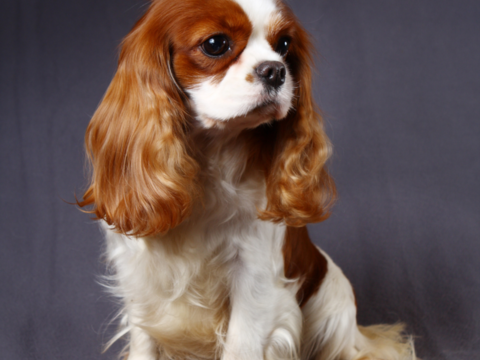 Cherche chiot 1000 86300 Chauvigny