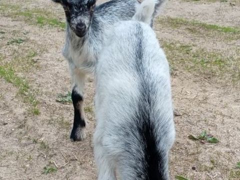 1 chevreau mâle de Lorraine 60 89100 Sens