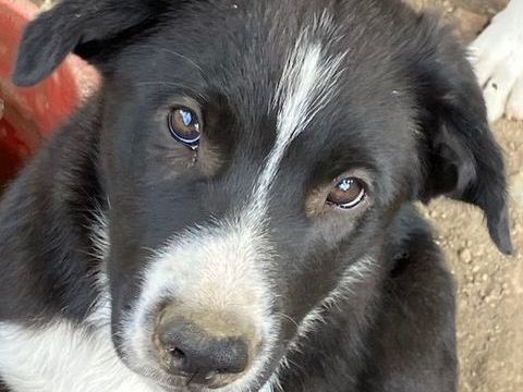 chiot Border Collie souche travail 800 85150 Le girouard