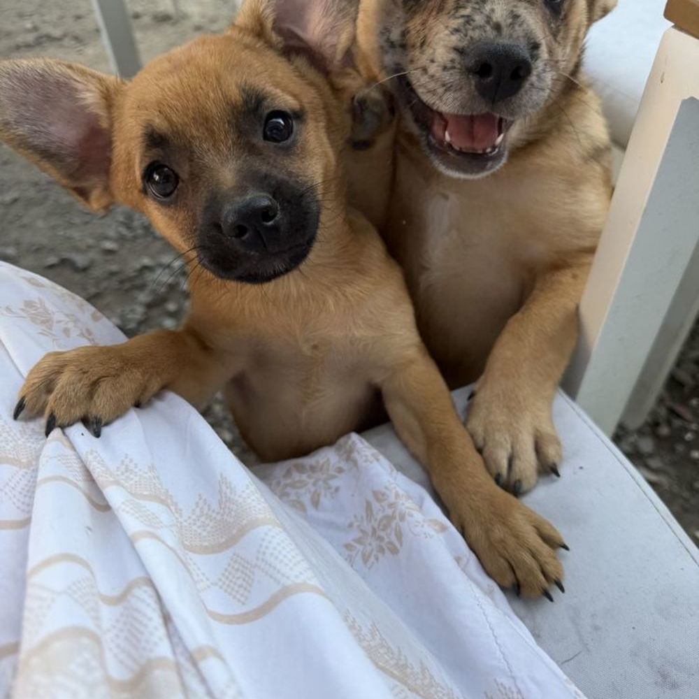   chiot de 4 mois croisé spitz nain bouledogue français  