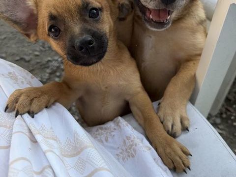 chiot de 4 mois crois&eacute; spitz nain bouledogue fran&ccedil;ais 350 38200 Vienne