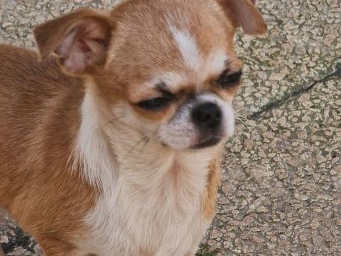 Superbe chiot mâle  fauve et blanc à  pl court. 800 37120 Luz