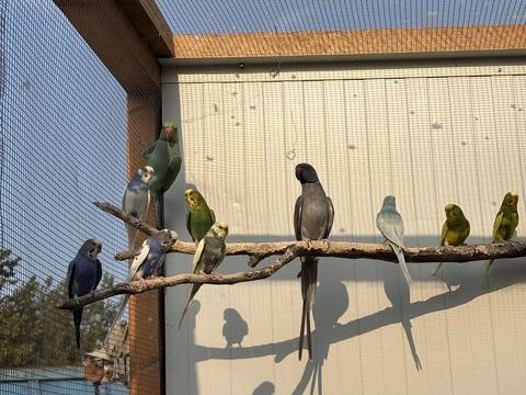 Couple perruche à collier 200 13940 Mollgs