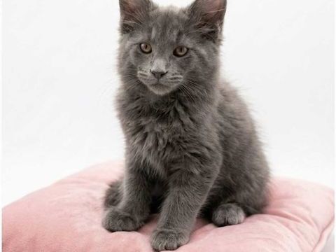 Chatons Maine Coon 650 02270 Chalandry
