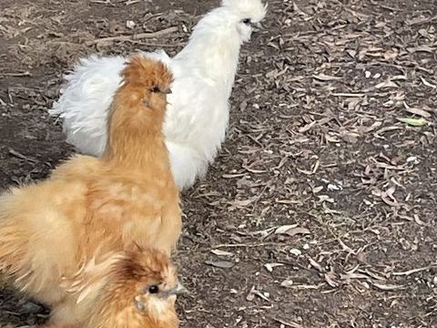 Poules de soie 50 85230 Beauvoir-sur-mer