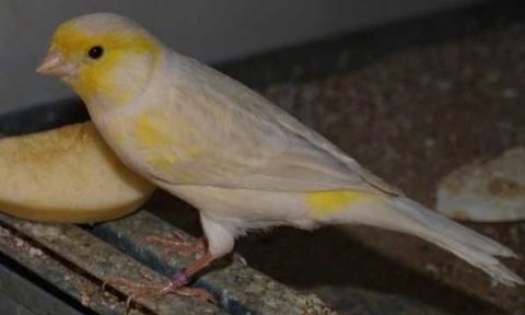 Recherche &eacute;leveur Canaris 0 62500 Saint-omer
