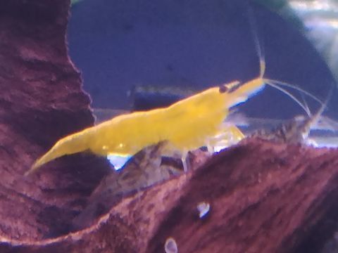 Crevettes yellow, Sakura ou d&eacute;class&eacute;es 1 58160 Imphy