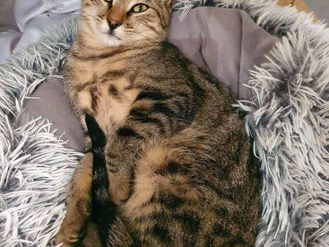 JUNGLE 1 30200 Bagnols-sur-cze