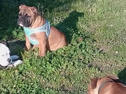 Un magnifique chiots m&acirc;le bulldog continental de 3 mois 1000 31660 Bessi�res
