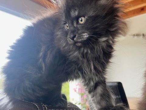 Chaton femelle Maine Coon 1000 42650 Saint-jean-bonnefonds