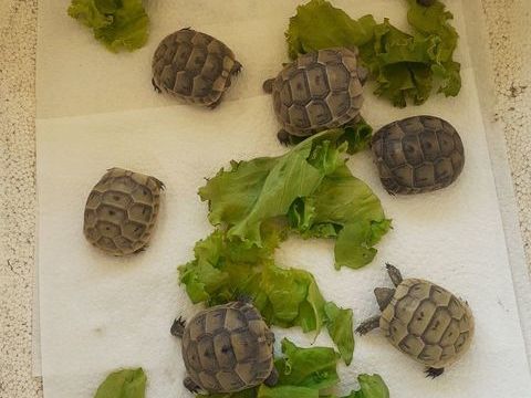  tortues juveniles 40 34450 Vias