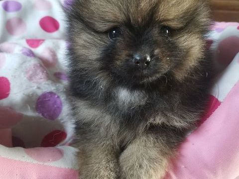 chiot m&acirc;le n&eacute; le 01f&eacute;vrier 26 dispo d&eacute;but avril
1500 76460 Saint-valery-en-caux