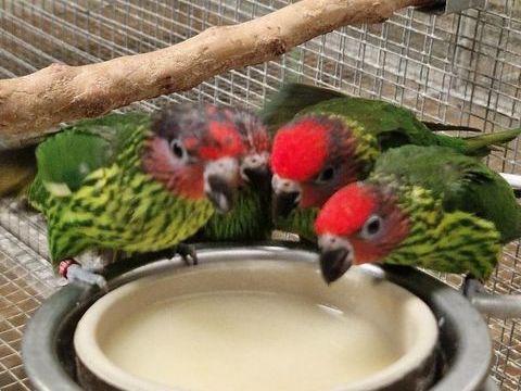 loriquet de Goldies 250 83000 Toulon