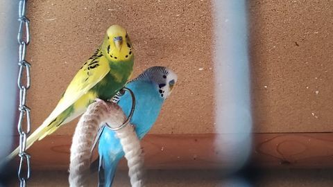 4 perruches m&acirc;les 10 02700 Fri�res-faillou�l