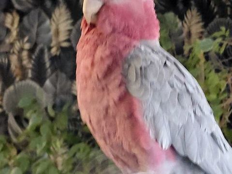 Perroquet rosalbin cacato&egrave;s 1800 83600 Fr�jus