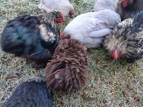 Poule de Pékin petite taille 
40 29390 Scar