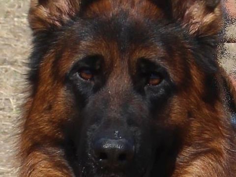 Chiots Bergers Allemands LOF 1400 30340 Saint-privat-des-vieux